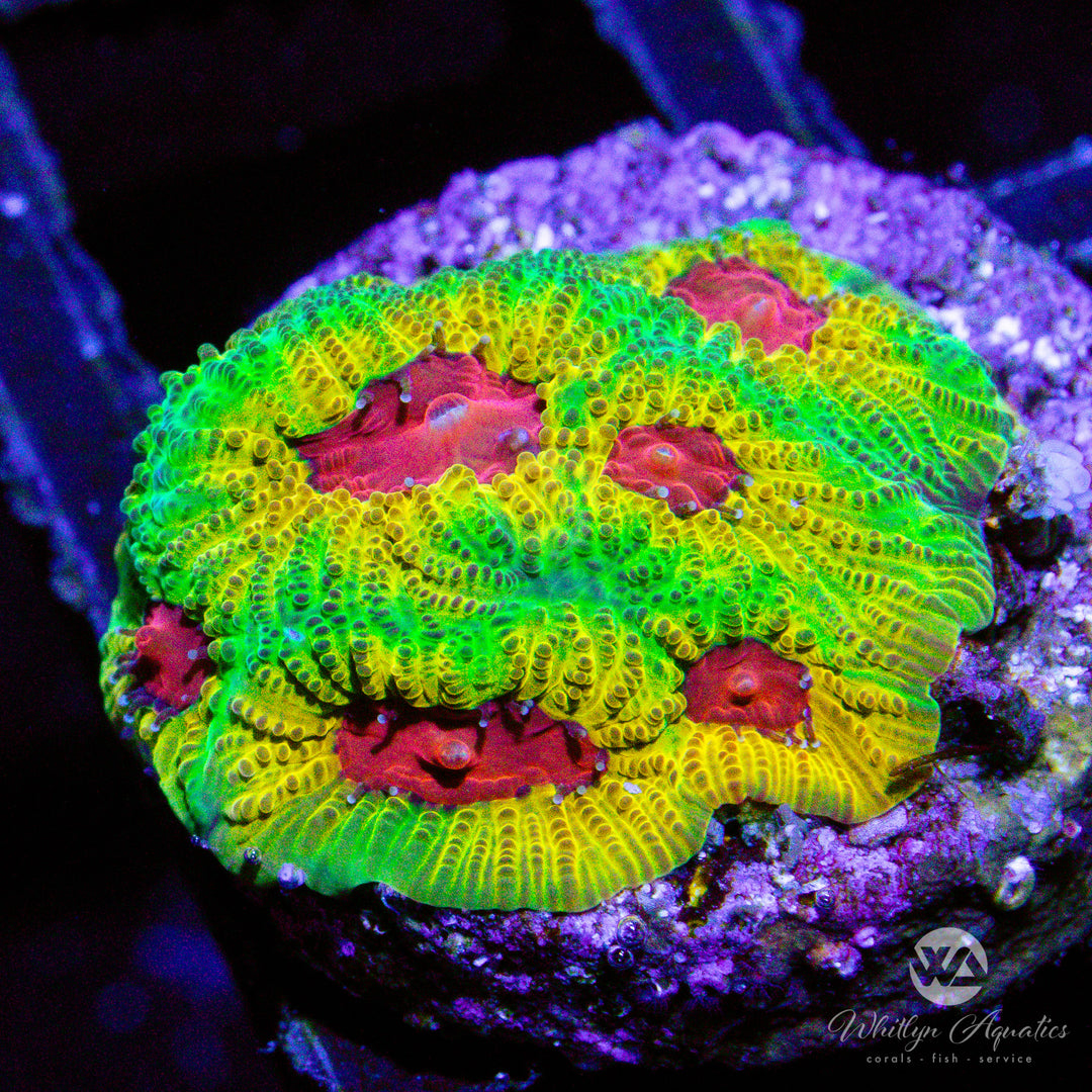 D25 - Fascination Favia - WYSIWYG