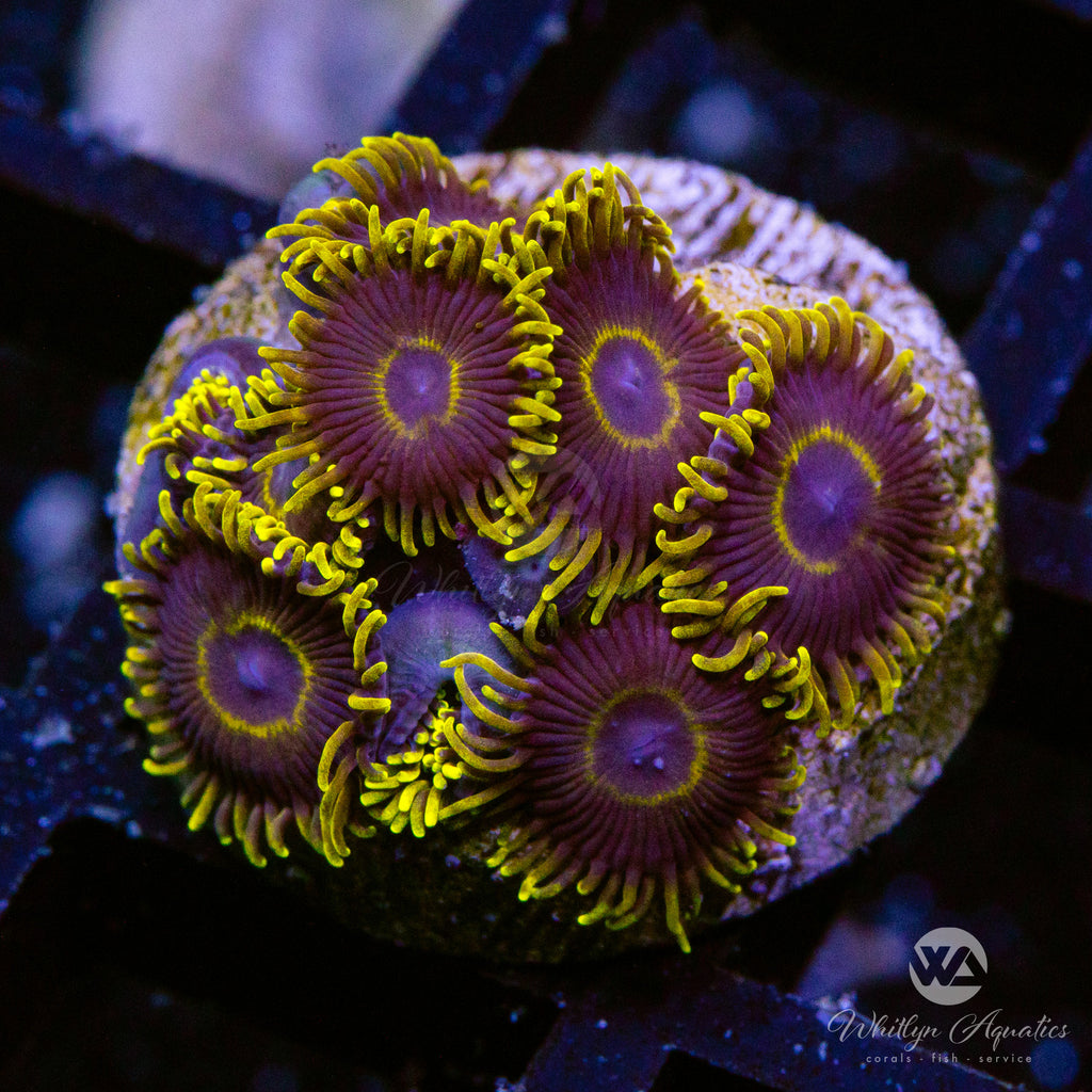 Purple Hornet Zoanthid (Aquacultured) – Whitlyn Aquatics