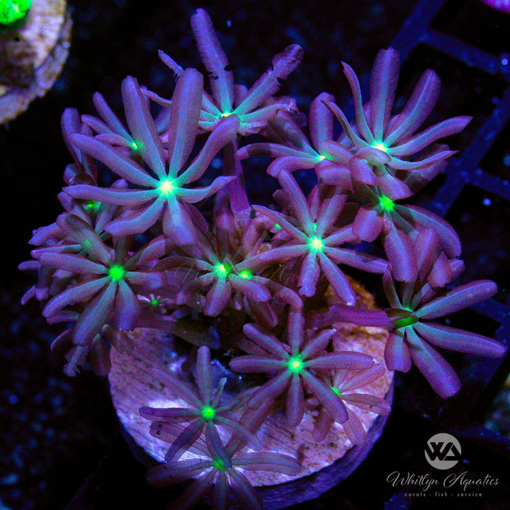 B26 - Jasmine Polyps - WYSIWYG - Whitlyn Aquatics