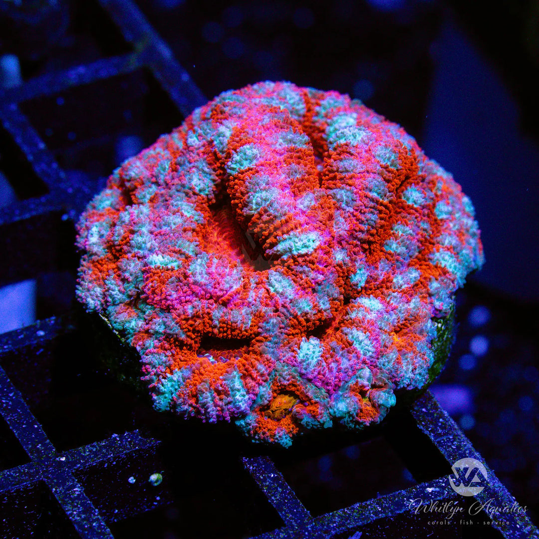 29D - WA Bubblegum Acan - WYSIWYG