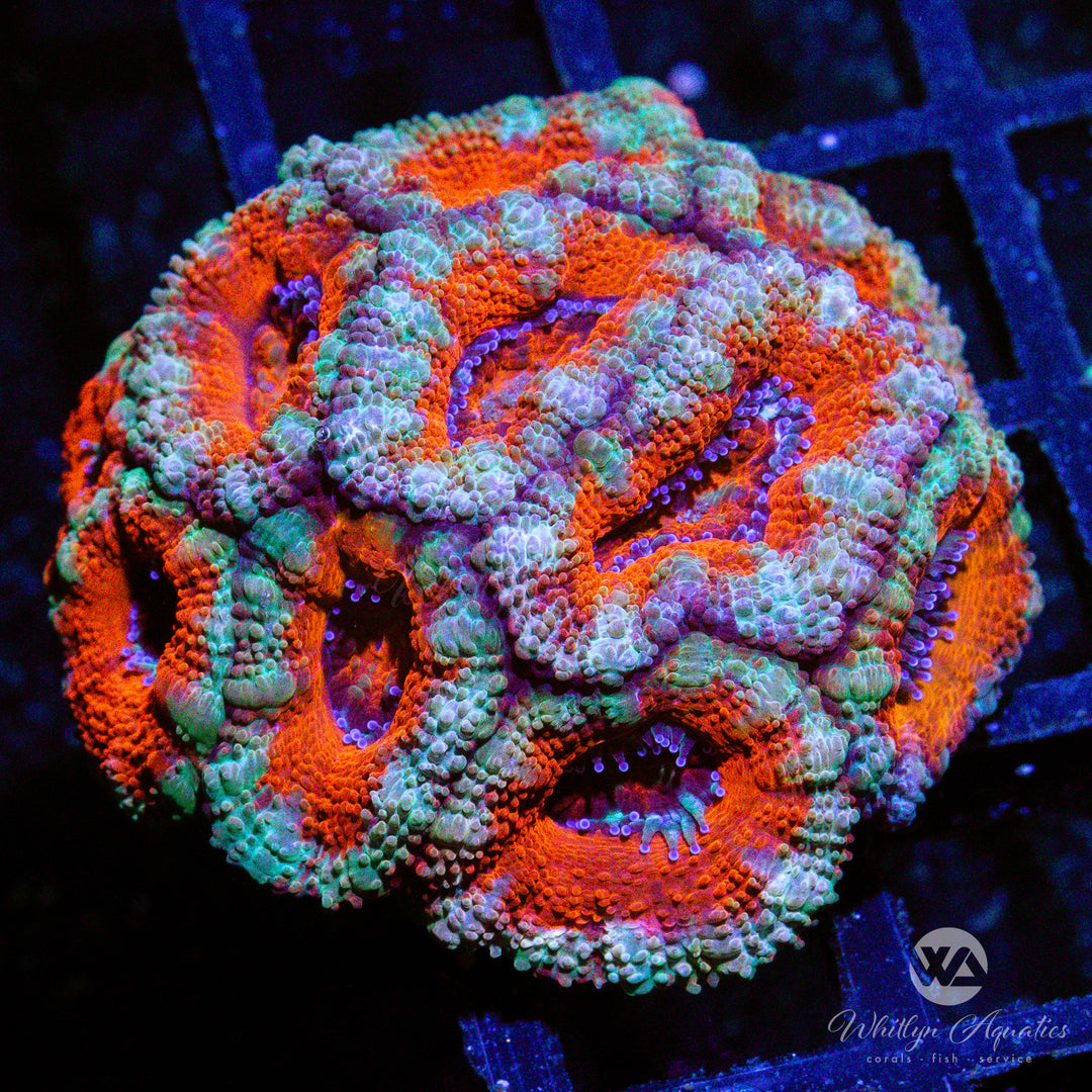 C23 - WA Orange Julius Acan - WYSIWYG - Whitlyn Aquatics