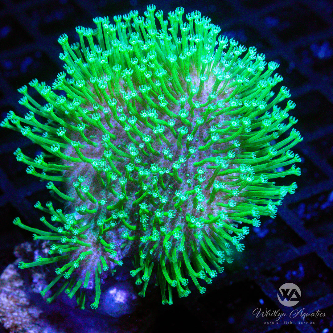 D17 - Neon Green Toadstool - WYSIWYG