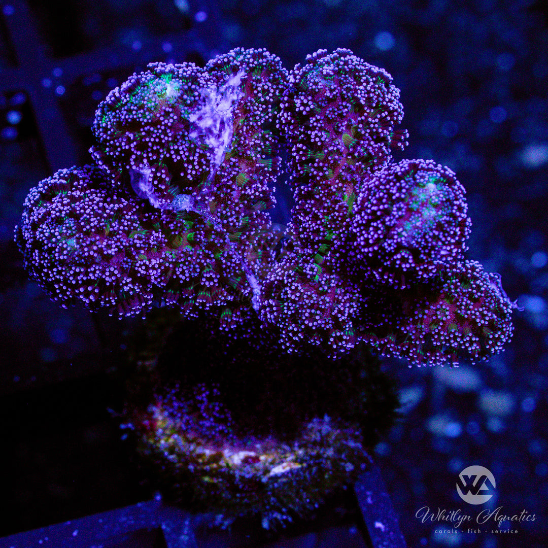 A31 - Purple Pocillopora - WYSIWYG
