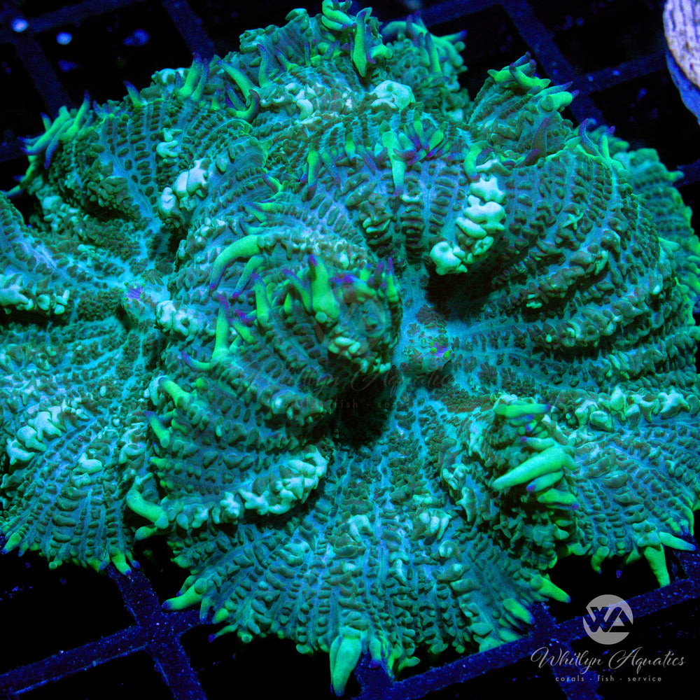 C24 - XXL Green Rhodactis Mushroom - WYSIWYG - Whitlyn Aquatics