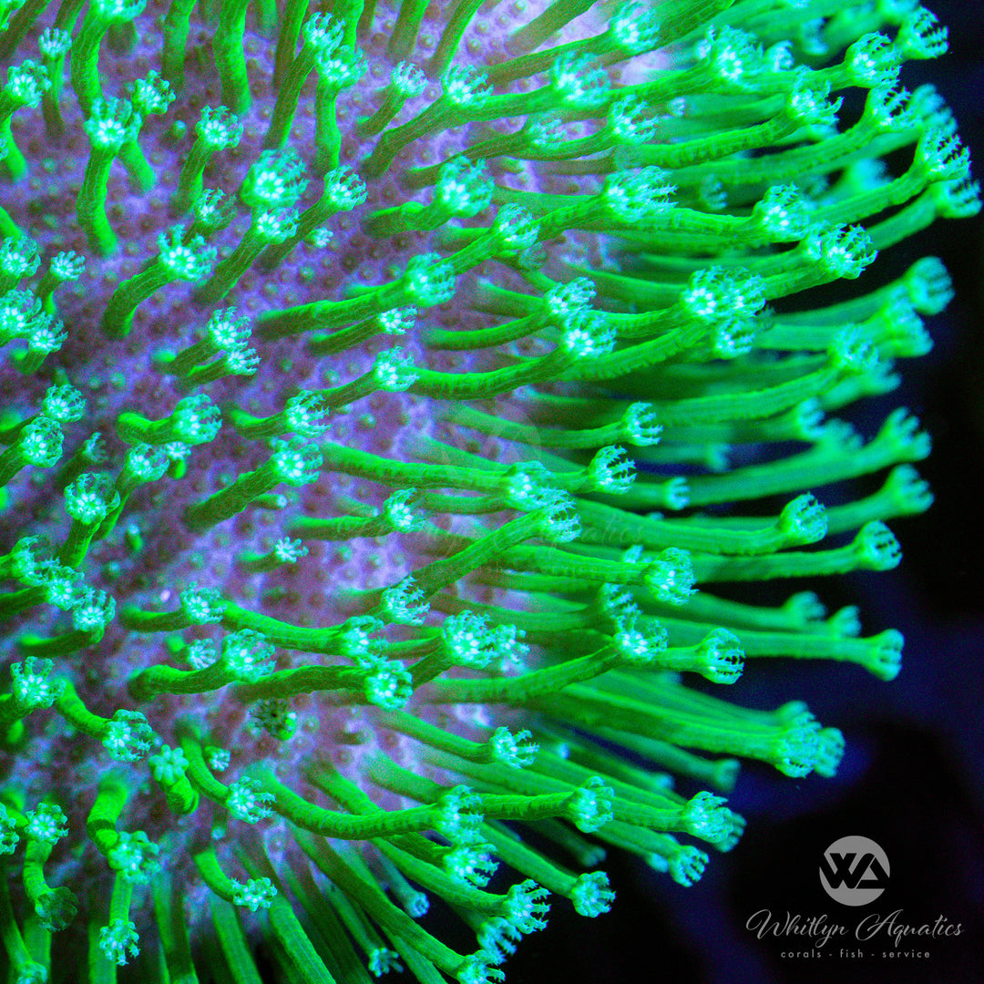 D17 - Neon Green Toadstool - WYSIWYG