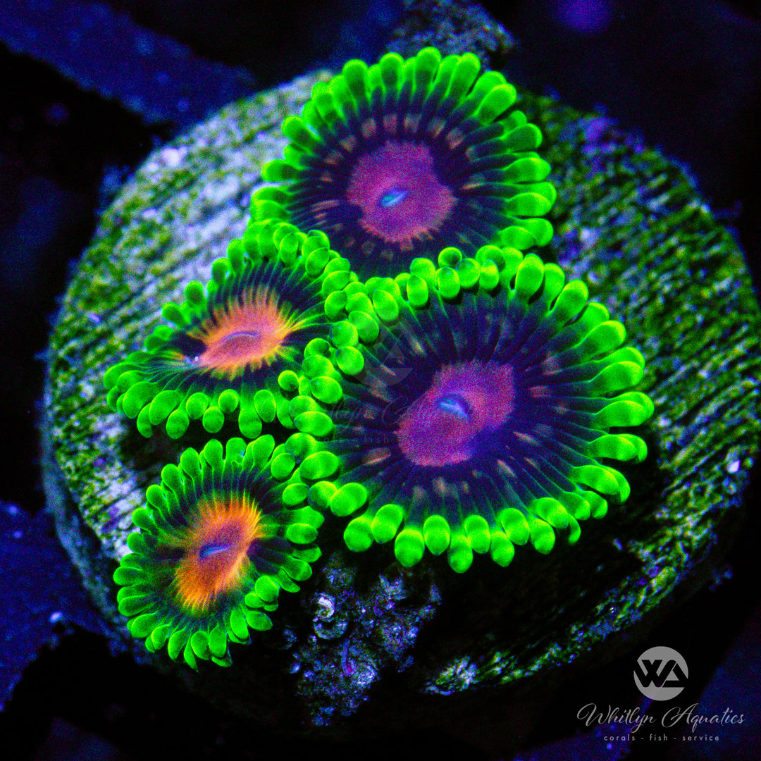 D18 - Scarlet Fever Zoanthid - WYSIWYG