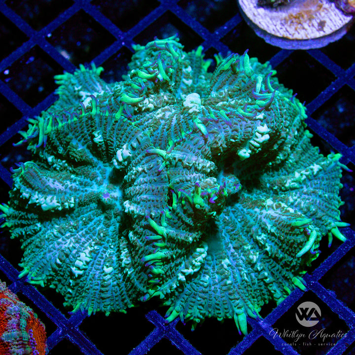 C24 - XXL Green Rhodactis Mushroom - WYSIWYG - Whitlyn Aquatics