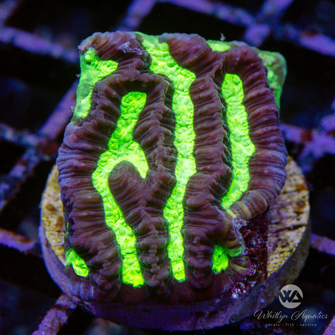 31D - Scribbled Brain Coral - WYSIWYG