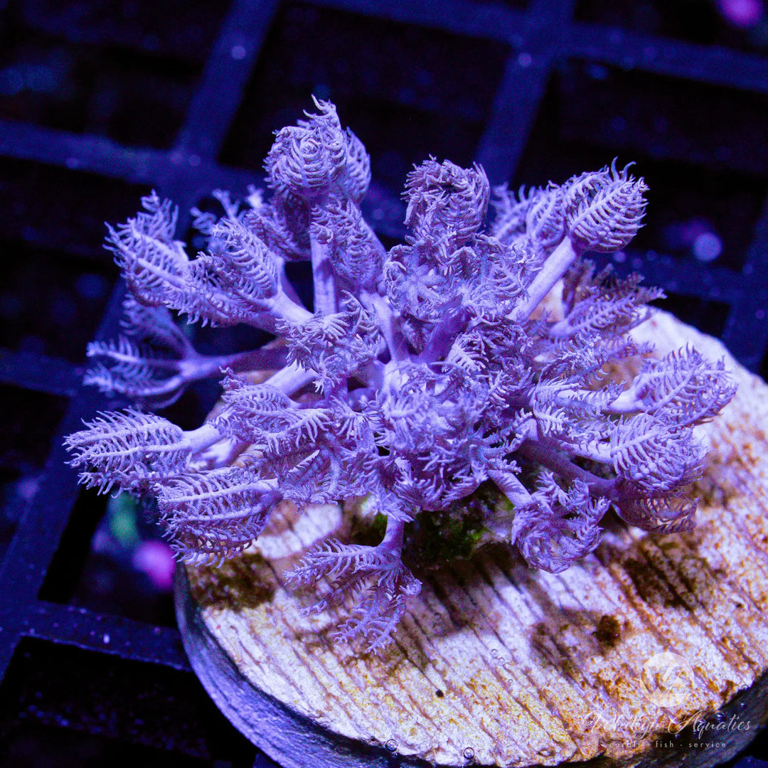 22A - Pulsing Xenia - WYSIWYG