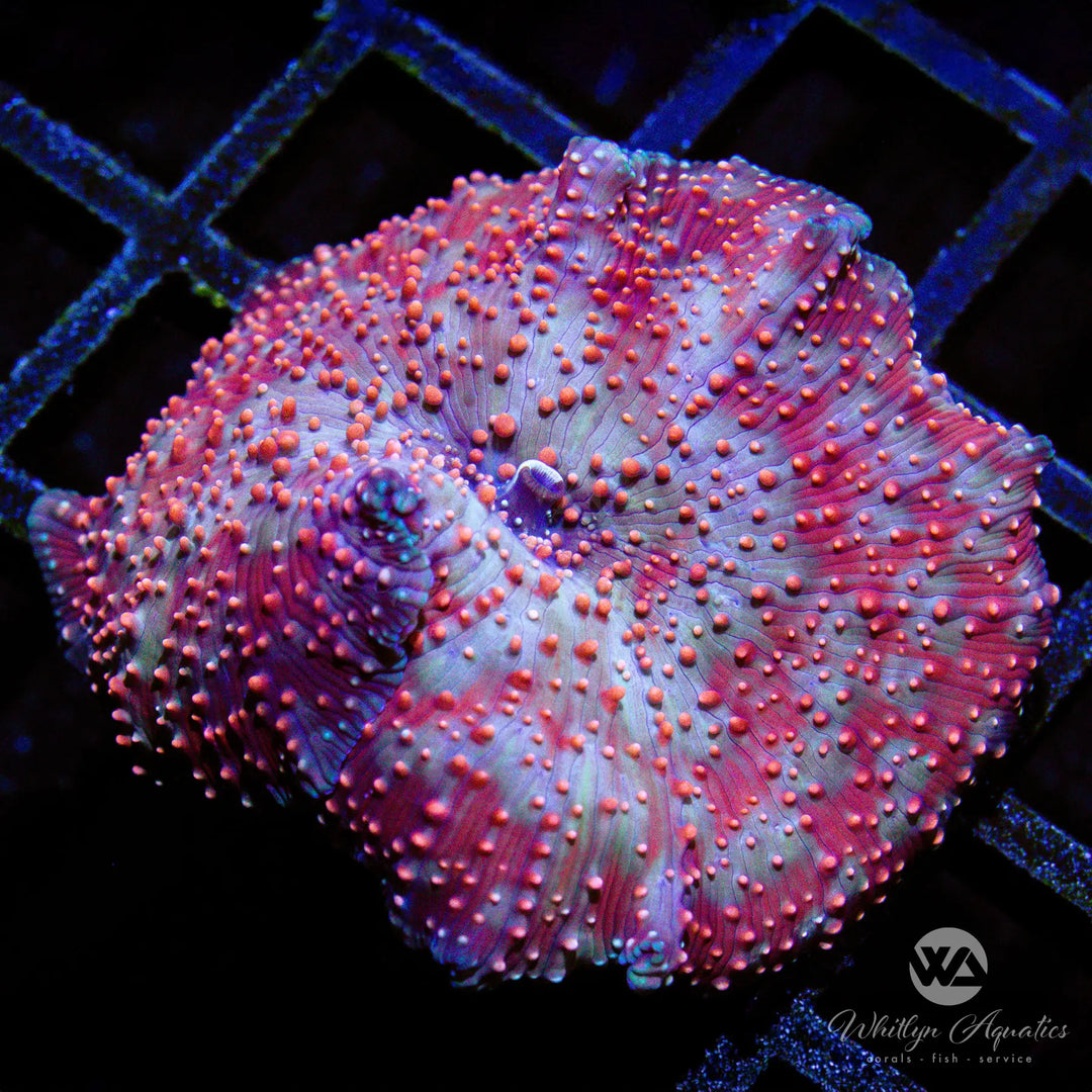 D36 - [NEW RELEASE!] XL WA The Pox Mushroom (~2") - WYSIWYG