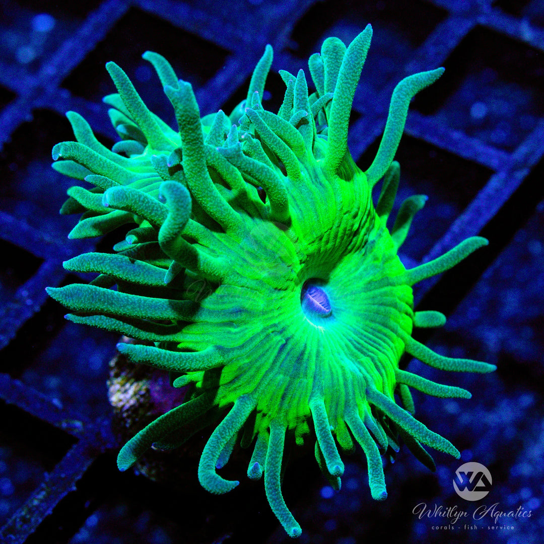 C33 - Duncan - WYSIWYG