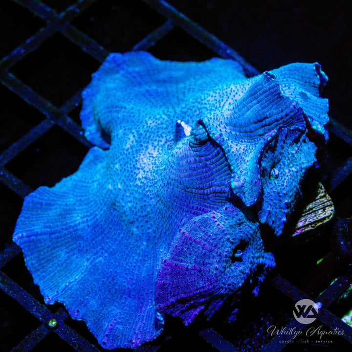 B35 - XL WA Blue Meanie Mushroom - WYSIWYG