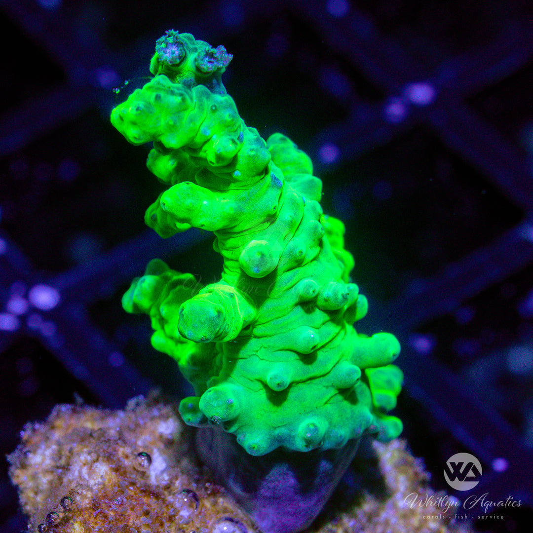 A30 - Neon Green Nephthea - WYSIWYG