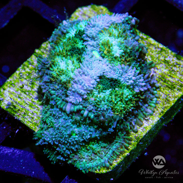 WA Calico Pincushion Mushroom - WYSIWYG