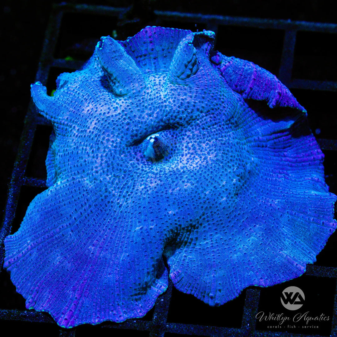 B35 - XL WA Blue Meanie Mushroom - WYSIWYG