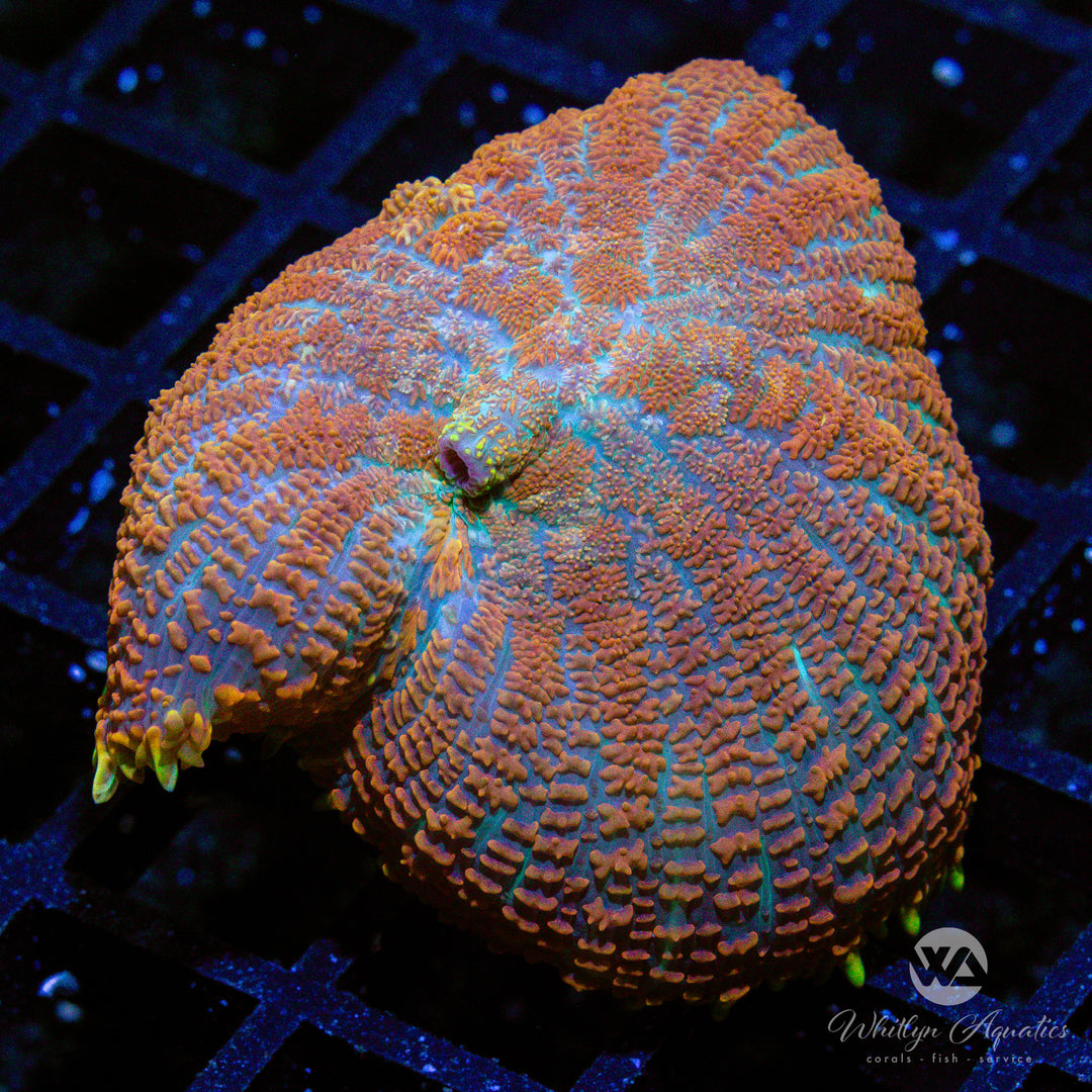 C26 - XL Superman Rhodactis Mushroom - WYSIWYG - Whitlyn Aquatics