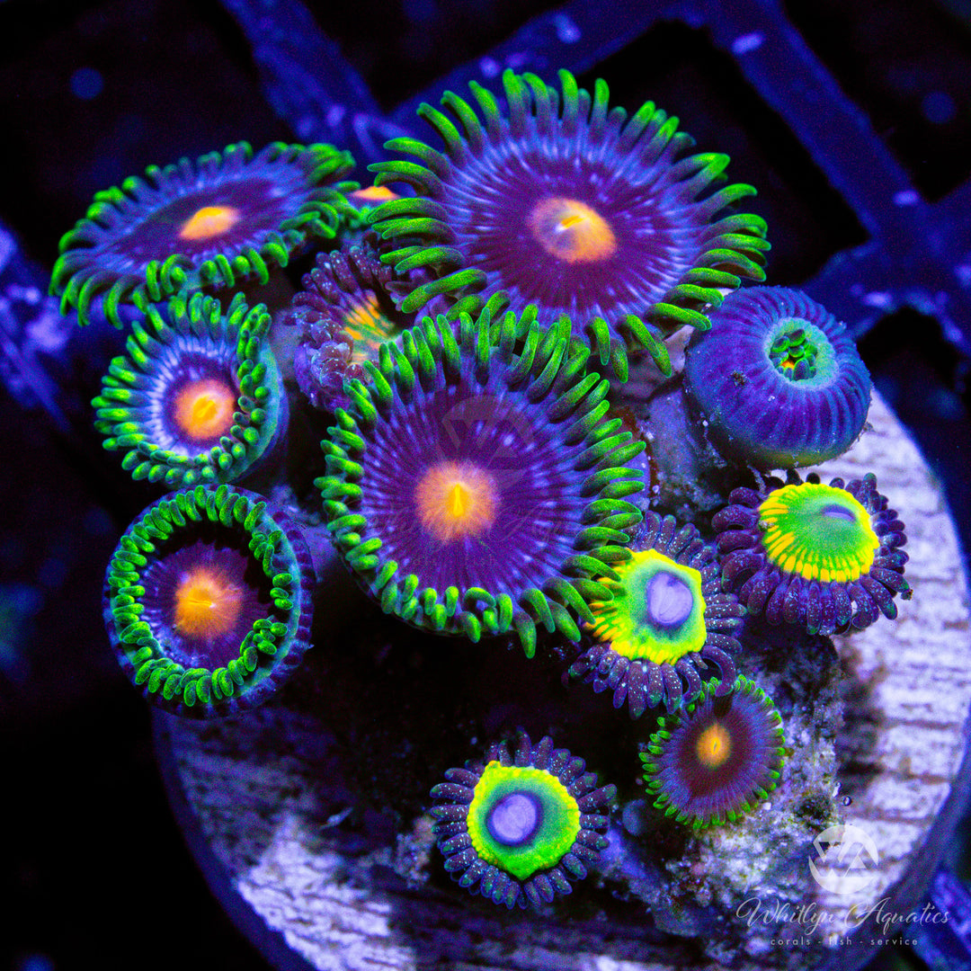A31 - Zoa Combo - WYSIWYG