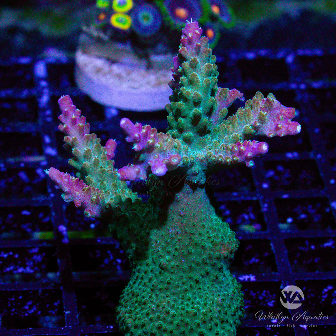 A32 - [BEW RELEASE!] Paletta Pink Tip Acro Mini Colony - WYSIWYG