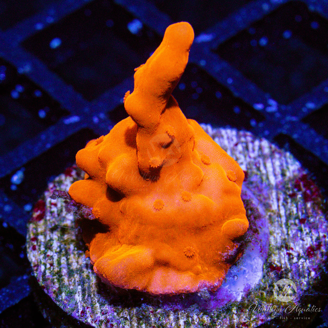 C27 - Montipora Setosa - WYSIWYG - Whitlyn Aquatics