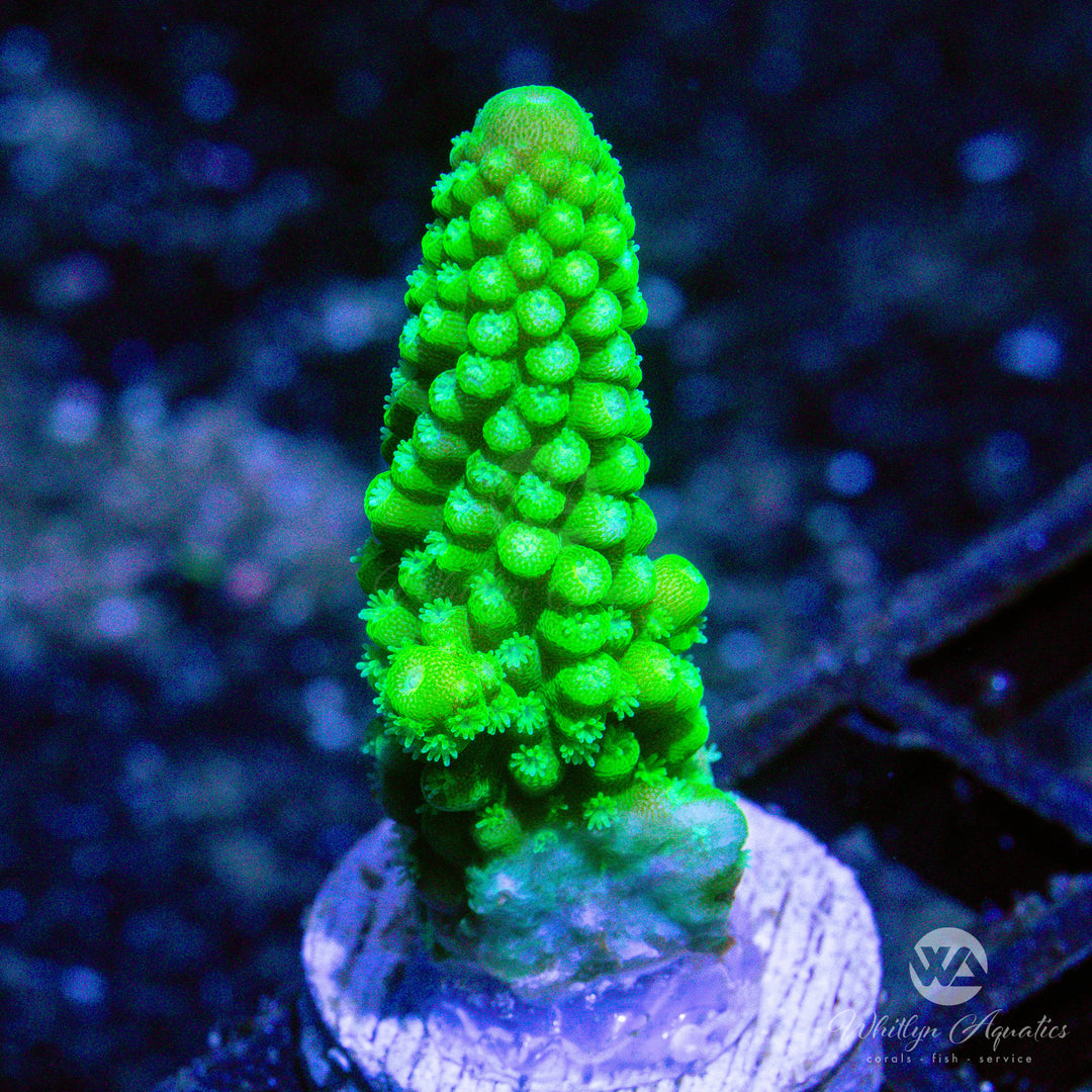 C10 - Bali Green Slimer Acro - WYSIWYG