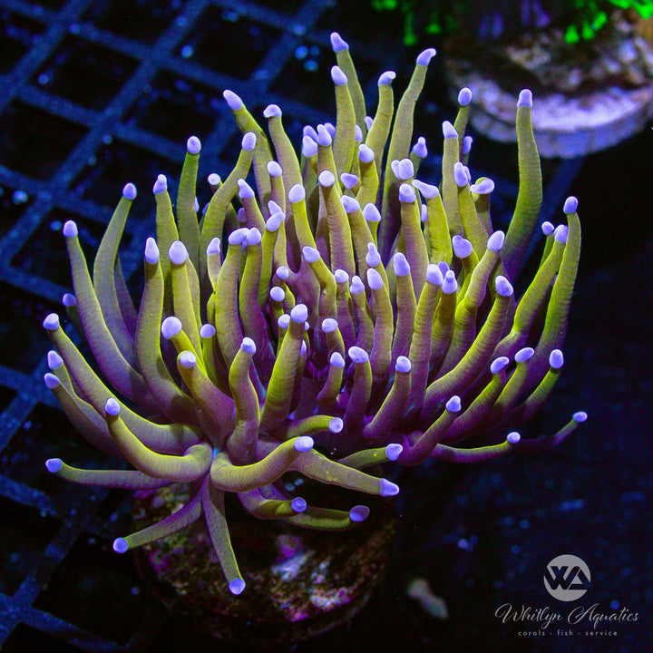 C03 - 24k Torch - WYSIWYG - Whitlyn Aquatics