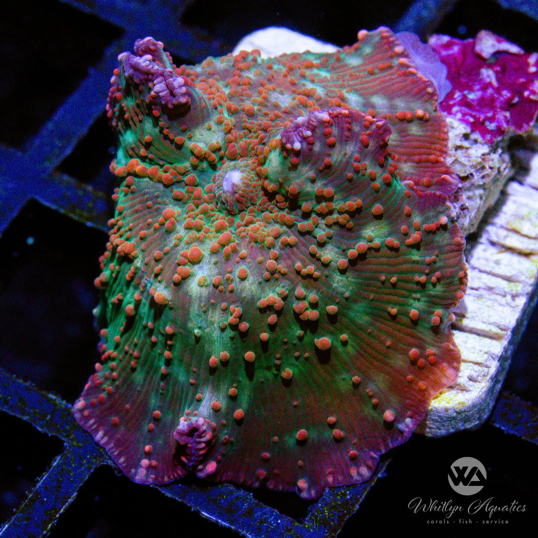 A38 - [NEW RELEASE!] WA Agent Orange Mushroom - WYSIWYG