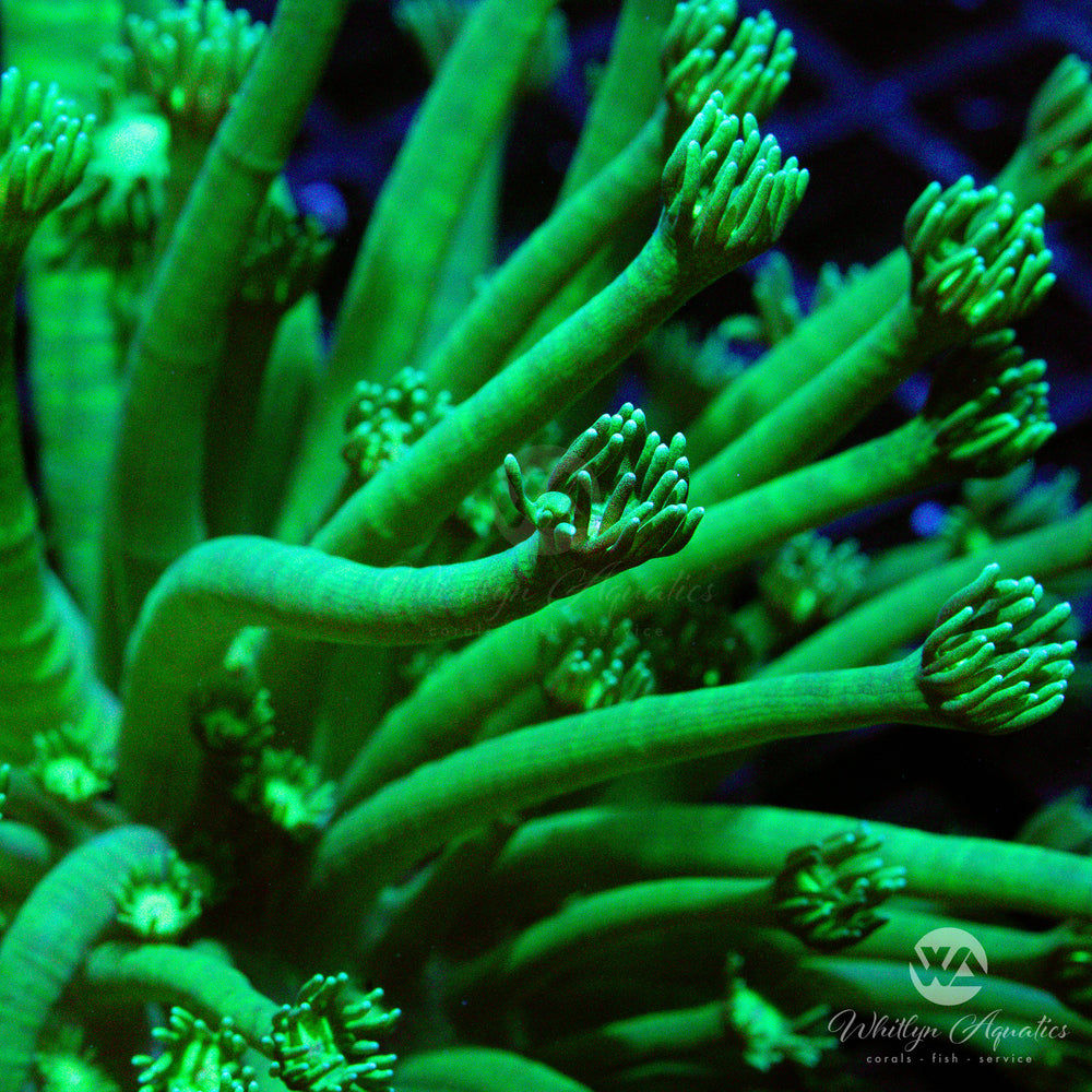 WA Green Lantern Goniopora Closeup
