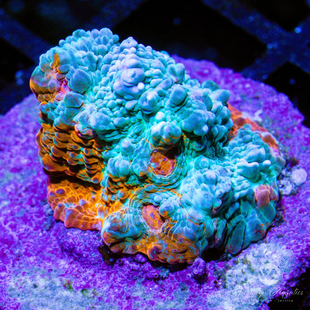 C45 - Camo Chalice - WYSIWYG