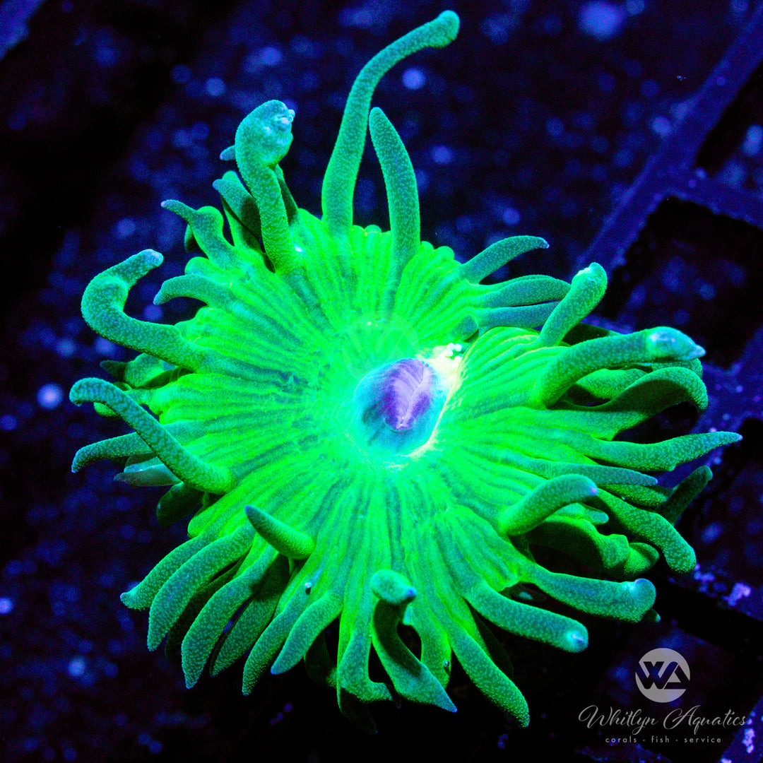 D35 - Duncan - WYSIWYG