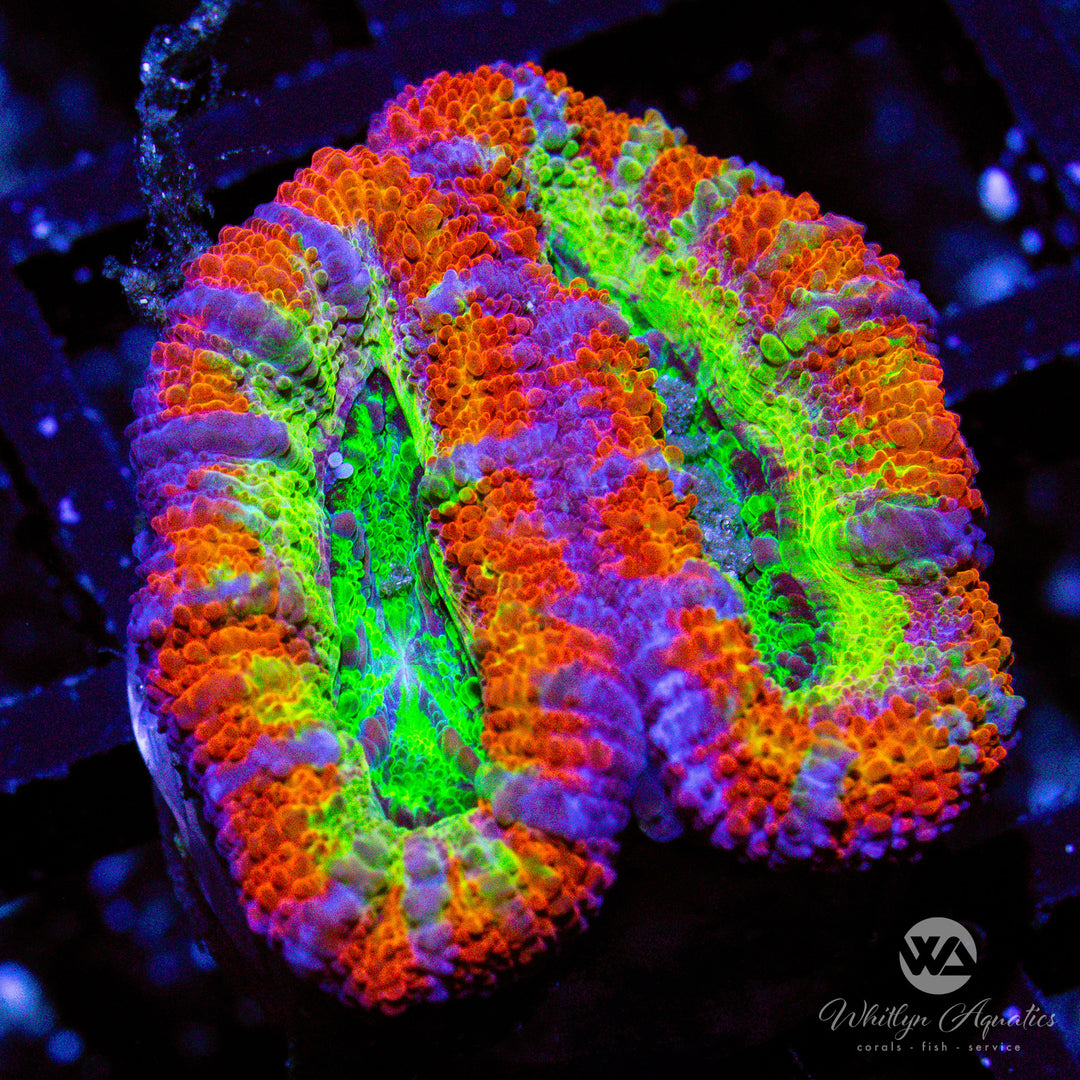 A33 - WA Cosmos Acan - WYSIWYG