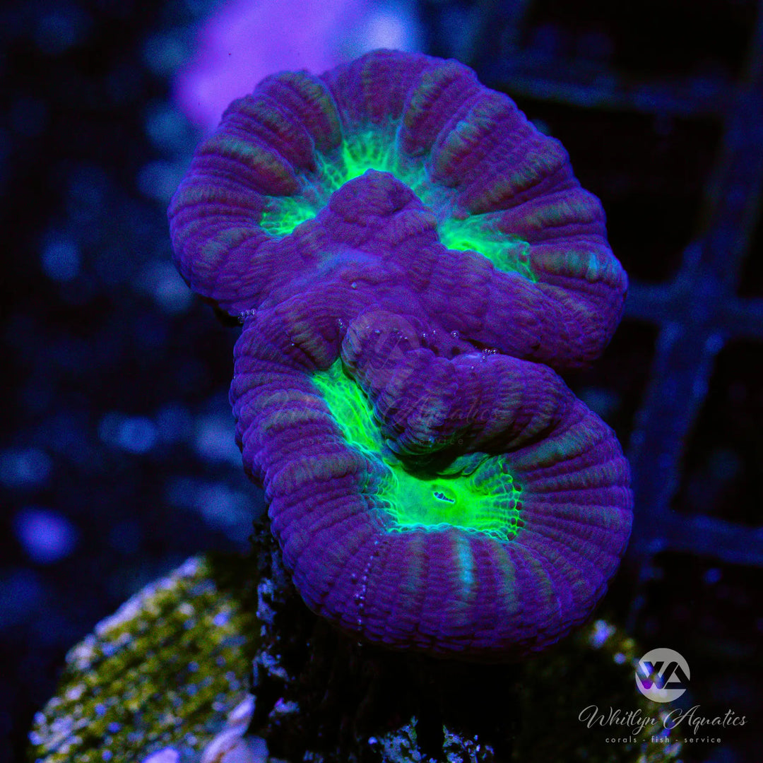 37D - Purple & Green Trumpet - WYSIWYG