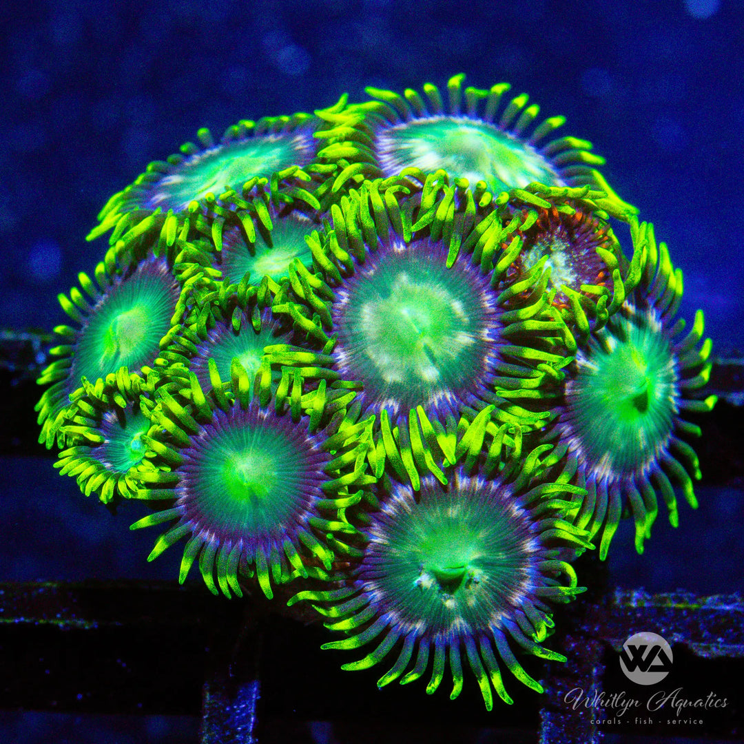 WA Envidia Zoanthid (Aquacultured)