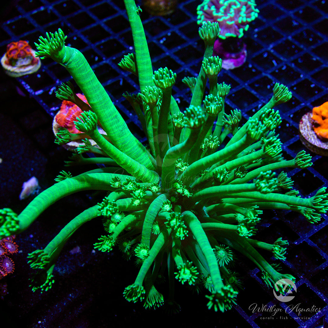 C28 - WA Green Lantern Goniopora - WYSIWYG - Whitlyn Aquatics