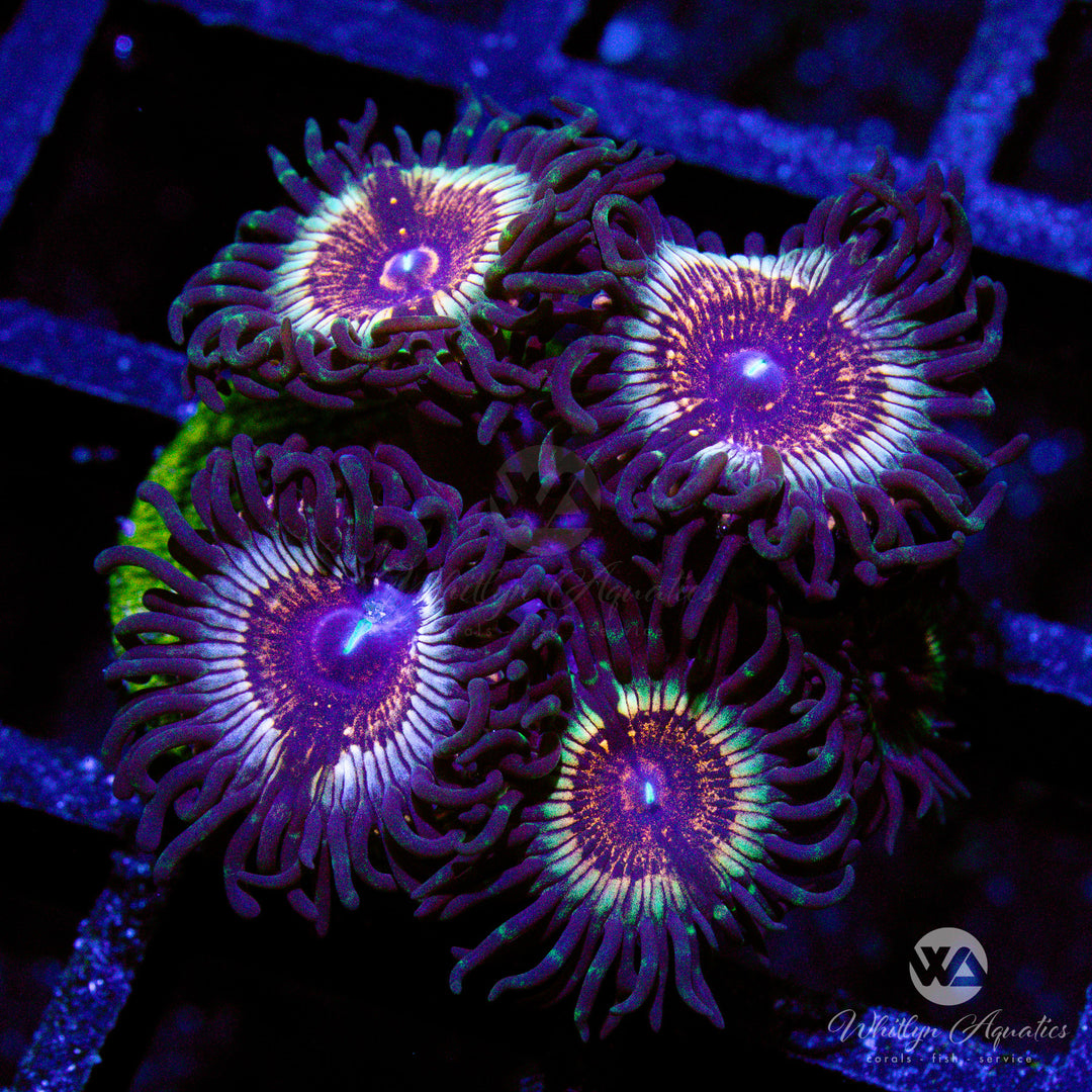 A37 - Vampire In Drag Zoanthid - WYSIWYG