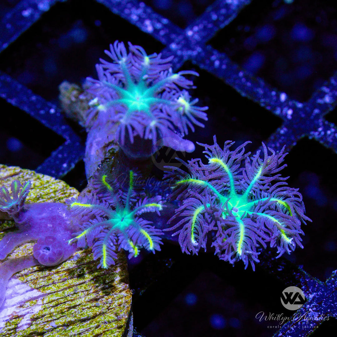 20D - High Voltage Clove Polyps - WYSIWYG