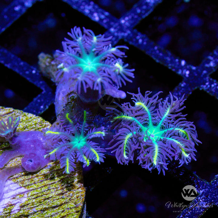 20D - High Voltage Clove Polyps - WYSIWYG