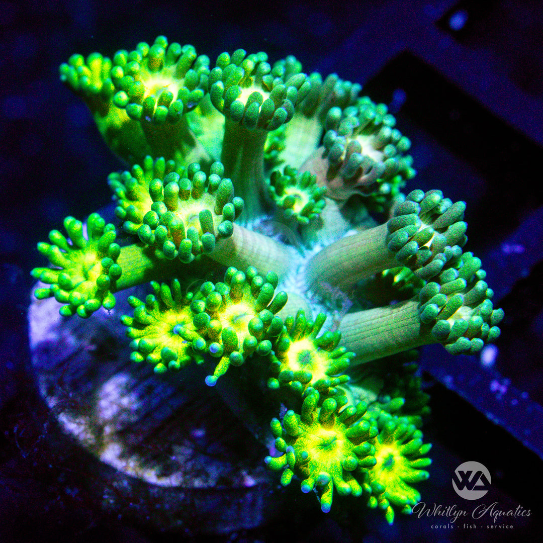 A35 - WA Rainbow Dust Goni - WYSIWYG