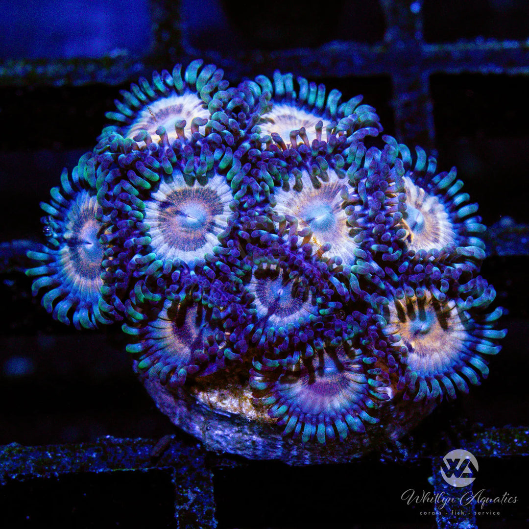 D37 - WA Princess Peach Zoa - WYSIWYG