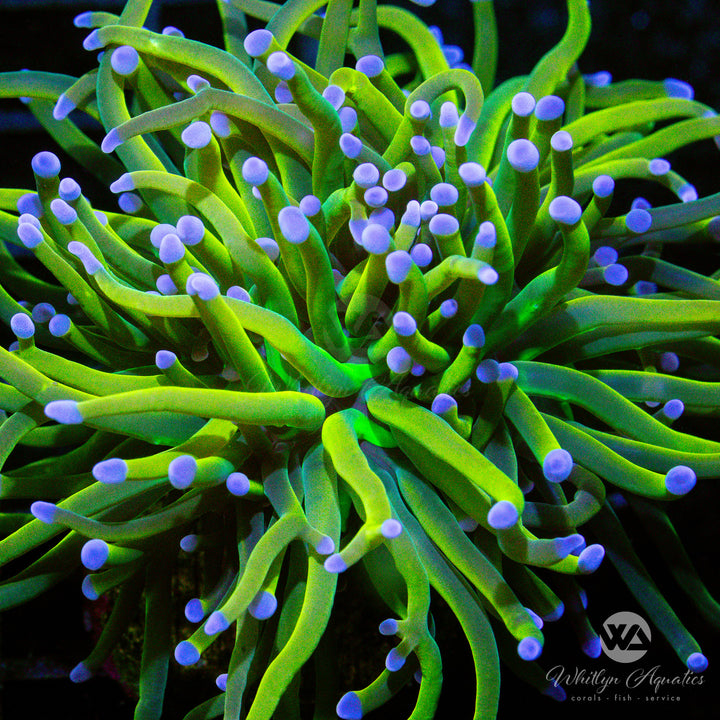 C59 - Holy Grail Variant Torch - WYSIWYG