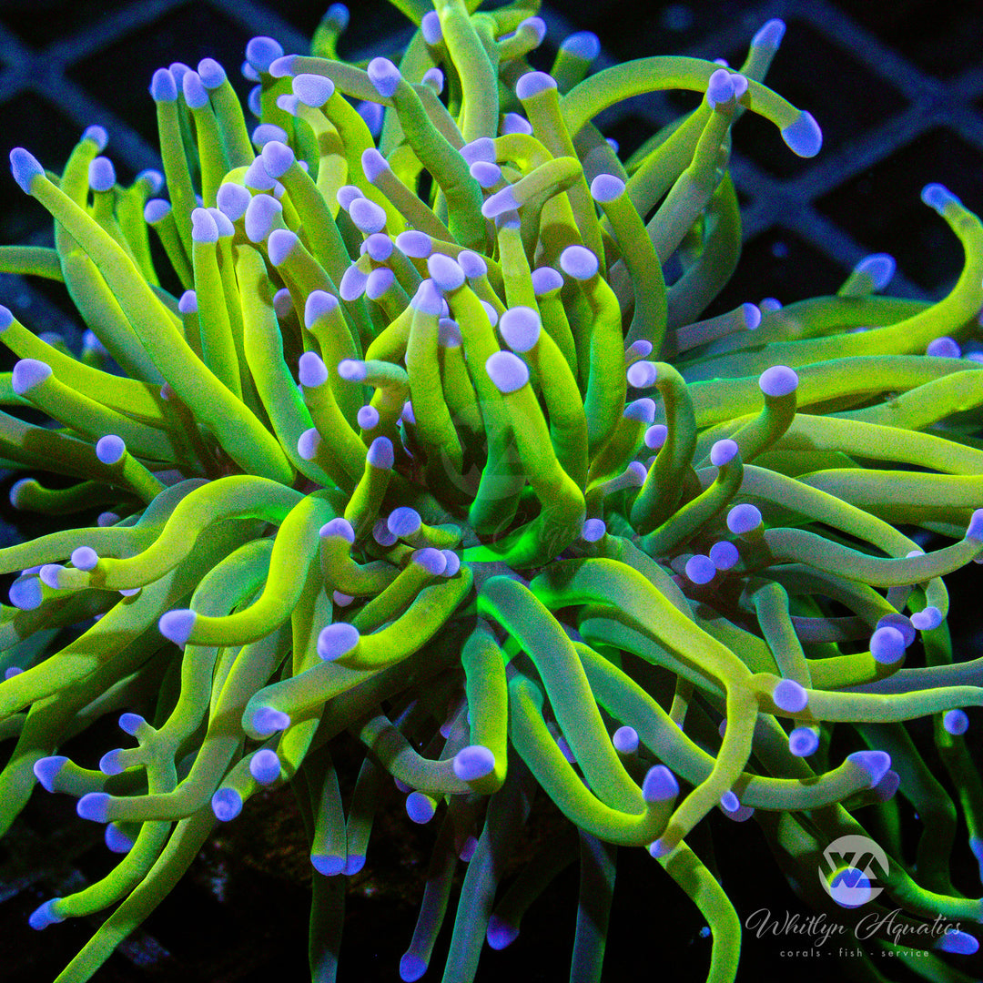 C59 - Holy Grail Variant Torch - WYSIWYG