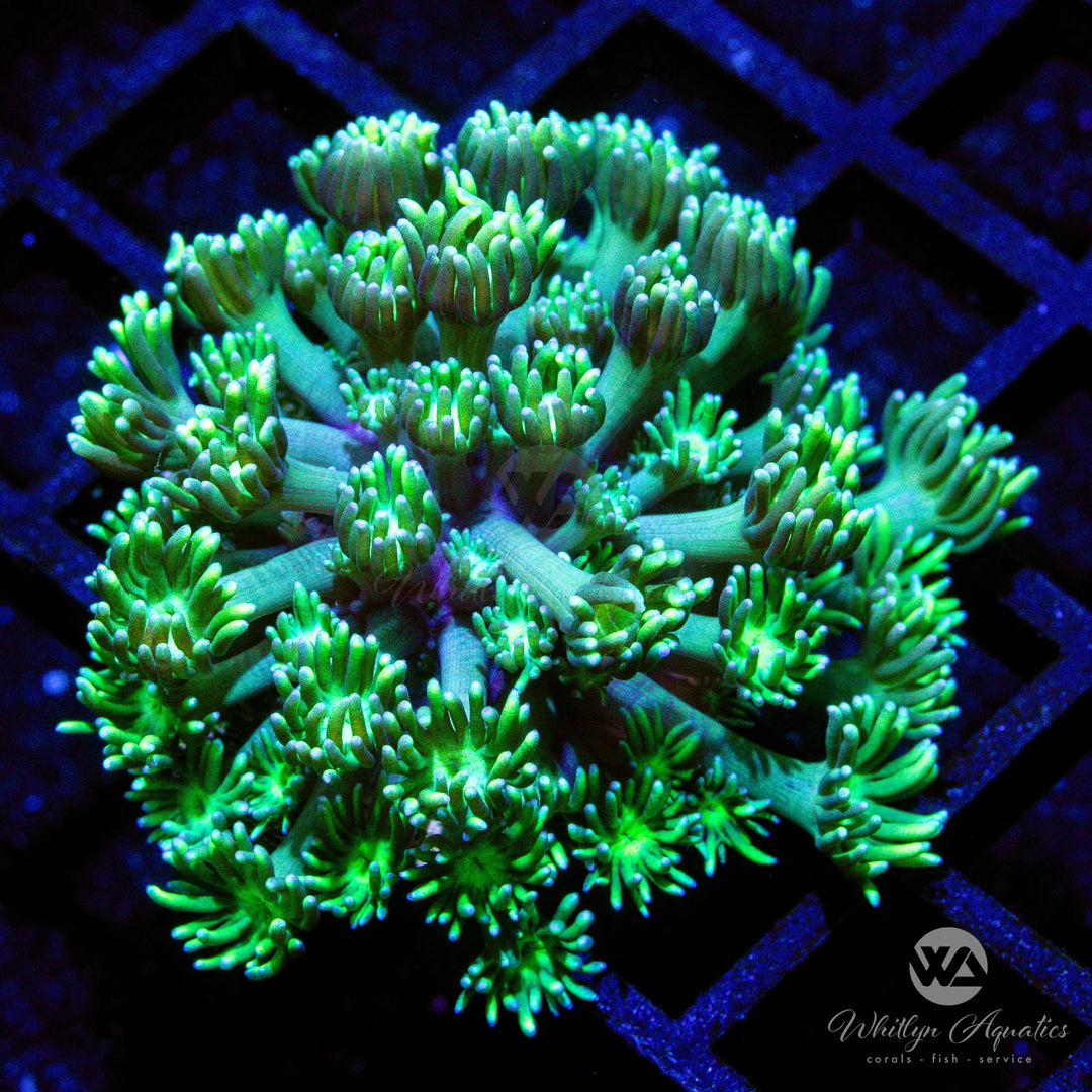 C44 - WA Green Lantern Goni - WYSIWYG