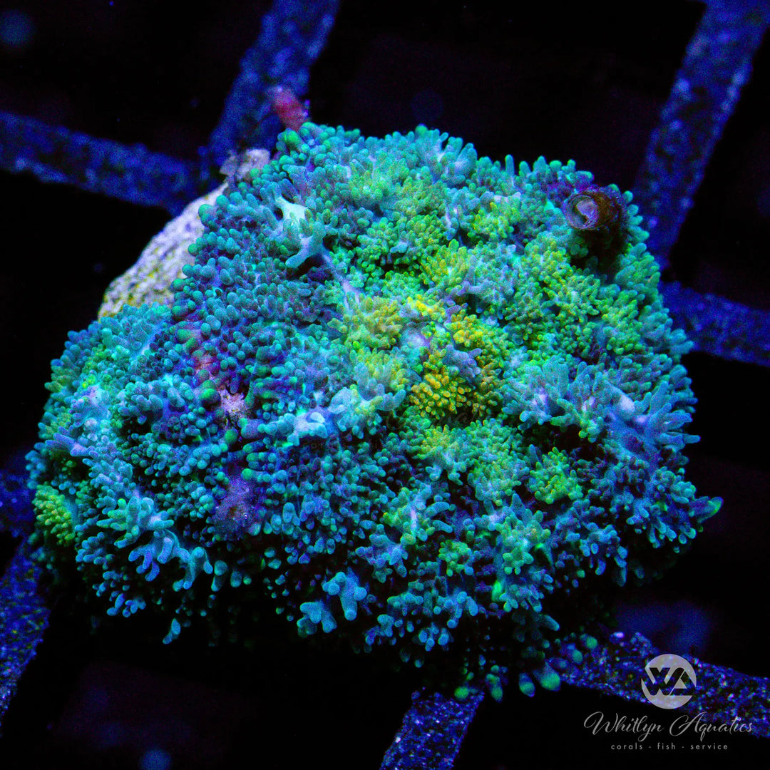 D39 - [NEW RELEASE!] WA Vision Mushroom - WYSIWYG