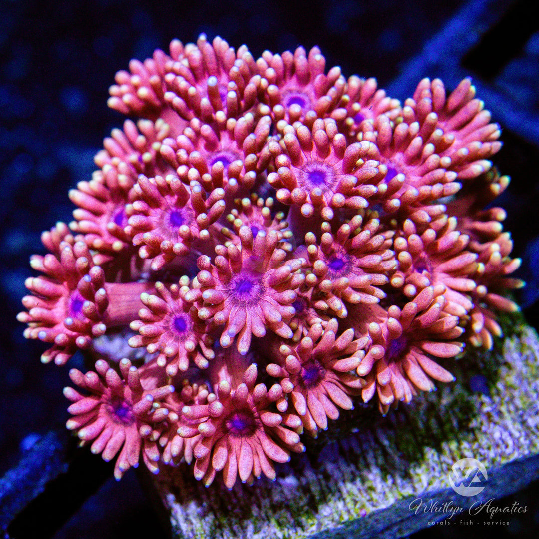 A57 - [NEW RELEASE!] WA Barbie Girl Goni - WYSIWYG