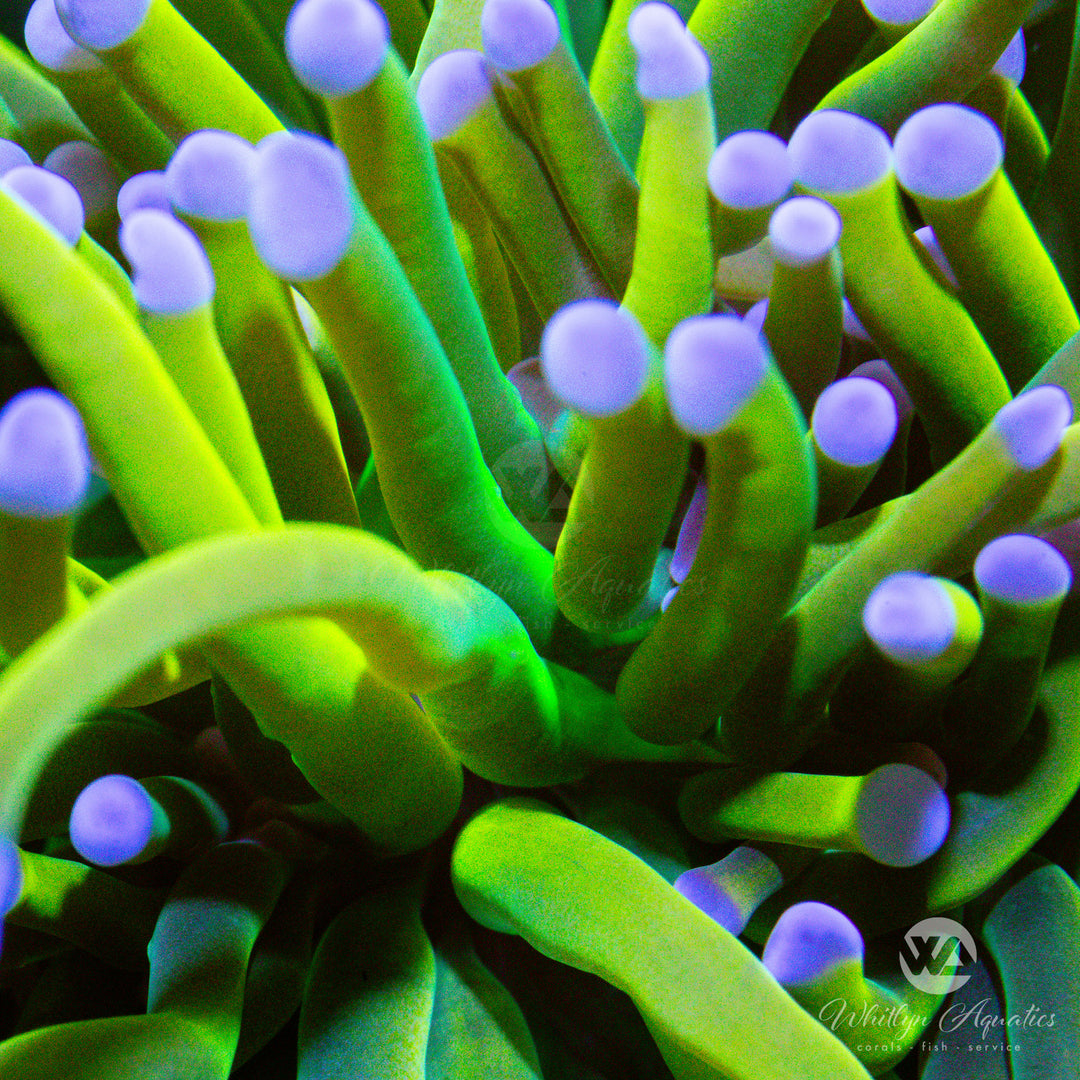 C59 - Holy Grail Variant Torch - WYSIWYG