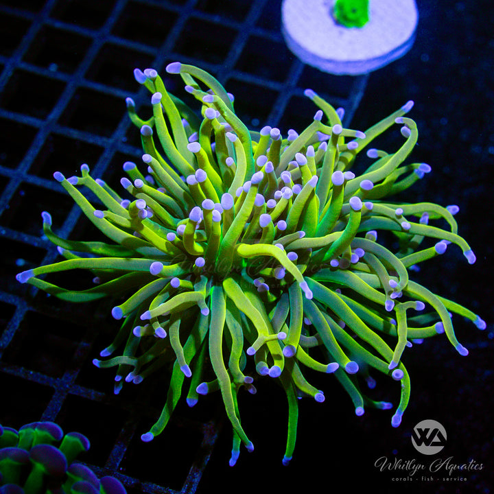 C59 - Holy Grail Variant Torch - WYSIWYG