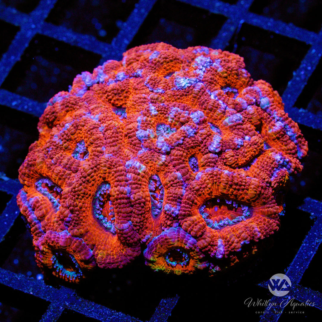 C49 - WA Big Red Acan - WYSIWYG
