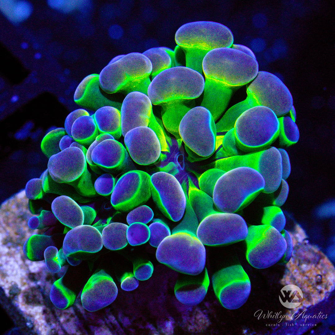 A39 - Holy Grail Hologram Hammer - WYSIWYG