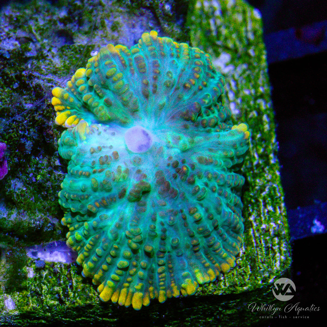 C29 - WA Gatorade Rhodactis Mushroom - WYSIWYG - Whitlyn Aquatics