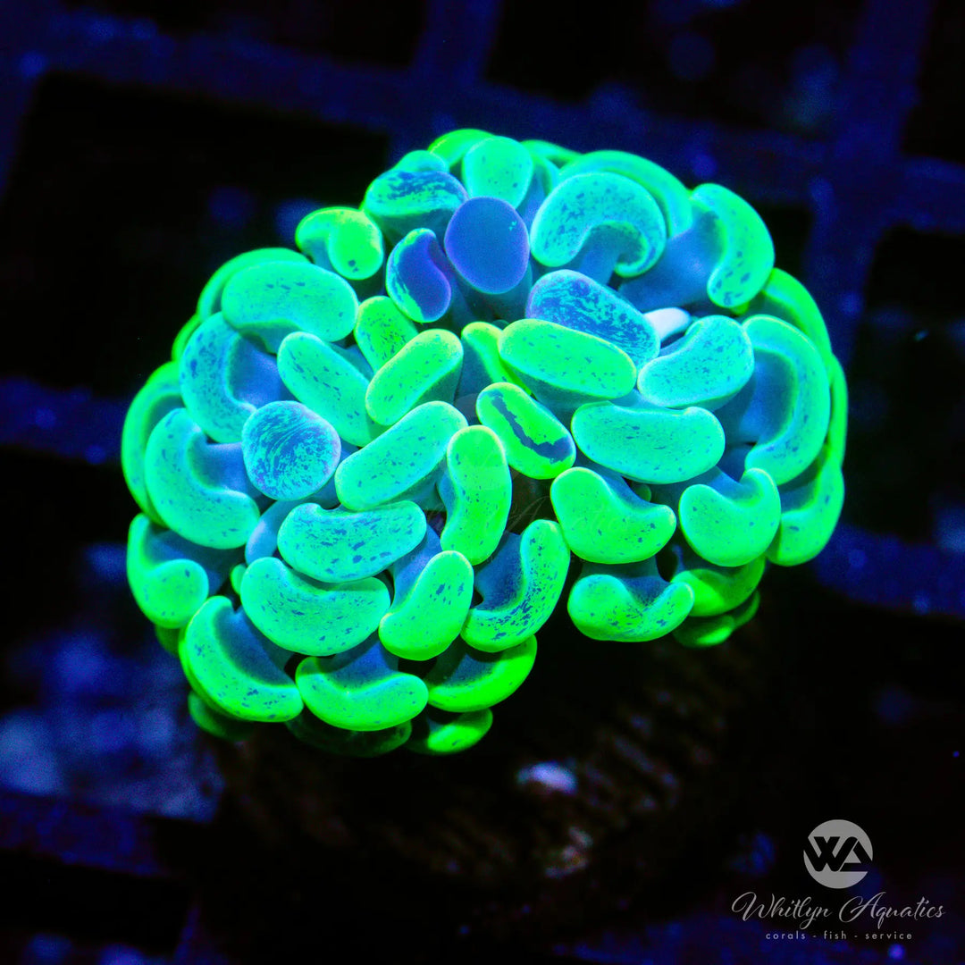 45D - Splatter Branching Hammer - WYSIWYG