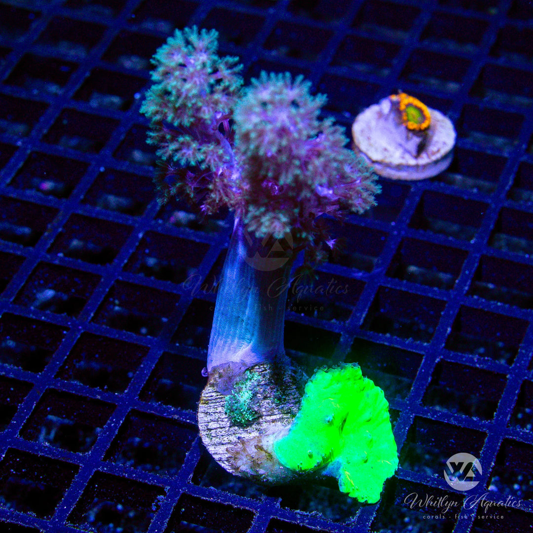 A45 - Kenya Tree - Cabbage Leather Combo - WYSIWYG